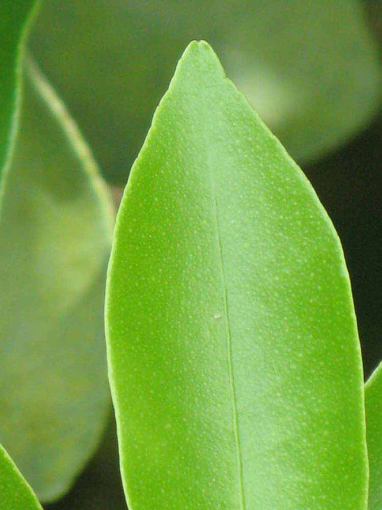              Margin (Winter Haven, FL)       